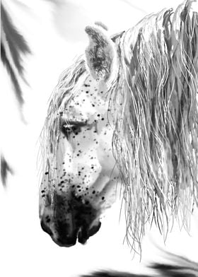 Andalousian horse