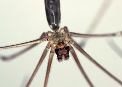 Spider male