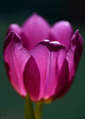 Tulip