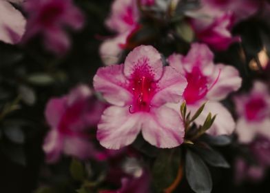 Pink Spring Flowers