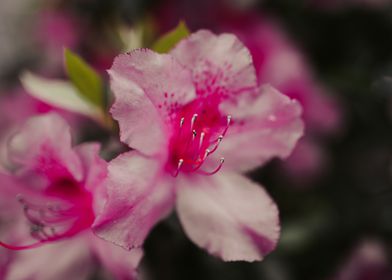 Pink Spring Flowers