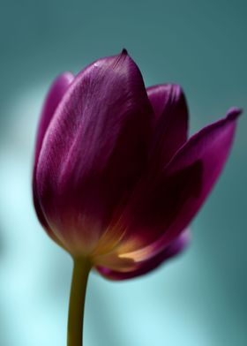 Tulip