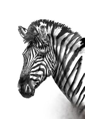 Head of a zebra