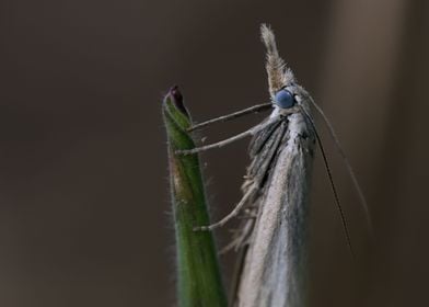 Butterfly dancing