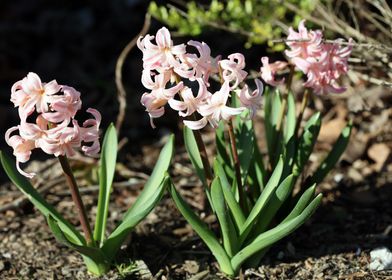 Hyacinthus orientalis