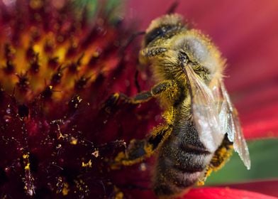 Bee foraging flower