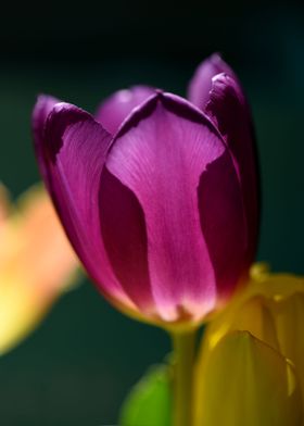 Tulip