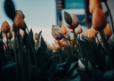 Tulips in the City 2