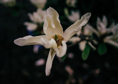 Magnolia