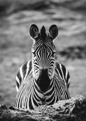 zebra wildlife safari