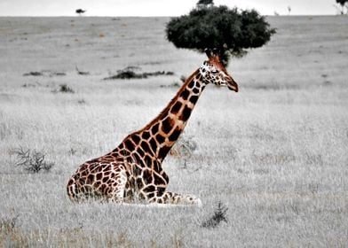 Giraffe safari