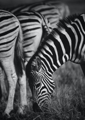 zebra wildlife safari