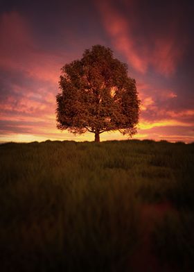 Tree at sunset