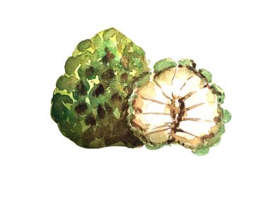 Fruit 