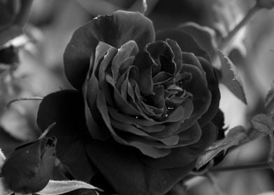 Dark Rose