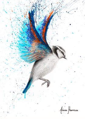 Blue Jay Bird print by Ashvin Harrison