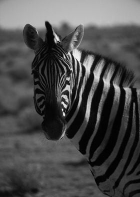 zebra wildlife safari