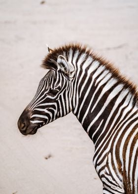 zebra wildlife safari