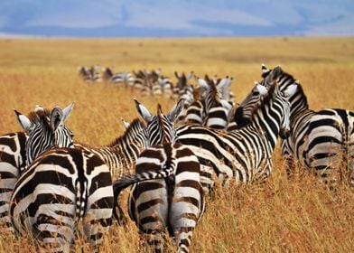 zebra wild life safari