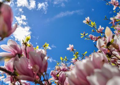 Magnolia Sky