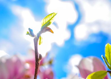 Magnolia Blossom