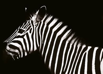 zebra wild life safari