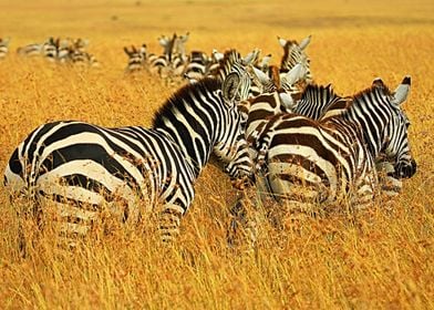 zebra wild life safari