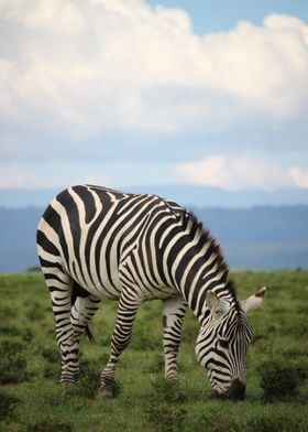 zebra wildlife safari