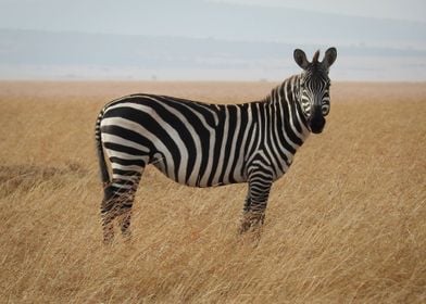 zebra wild life safari