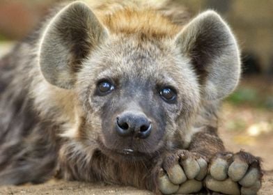 The Amazing Hyena