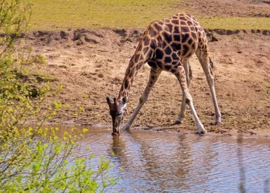 A Giraffe Drinking