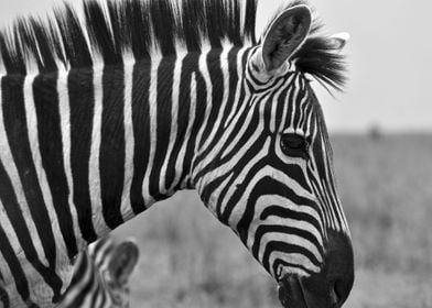 zebra wild life safari