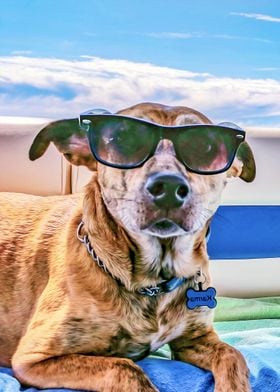 Brown dog with glasses