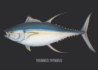 Fish Tuna