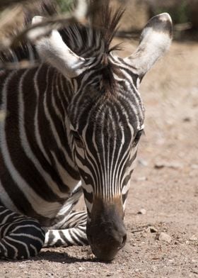 zebra wildlife safari