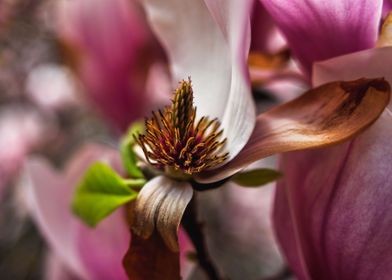 Magnolia Flower Macro