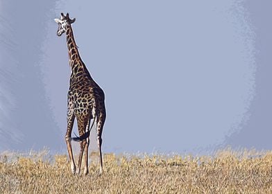 giraffe  animal  wildlife