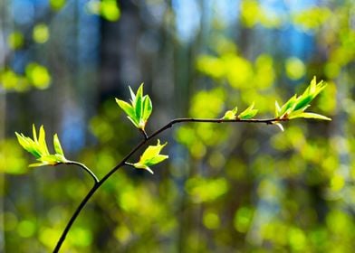 The first leaves   spring