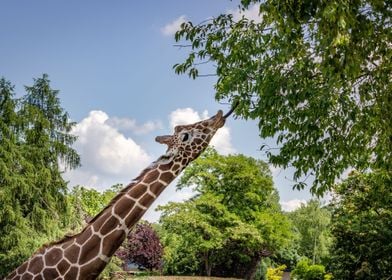 wildlife safari giraffe