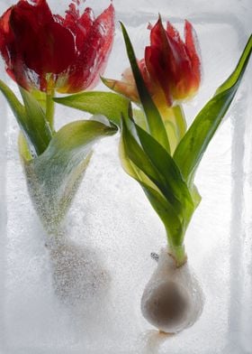 Viking Tulips in ice 2