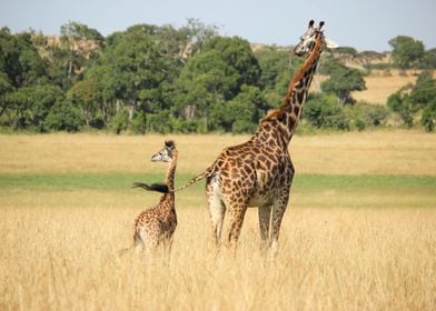 giraffe  animal  wildlife