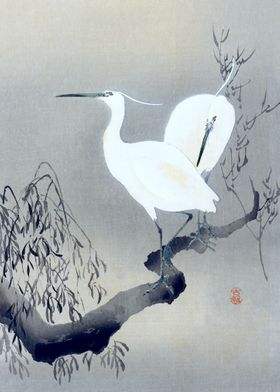 Egrets Sitting on the Tree