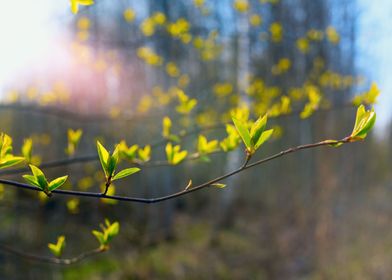 The first leaves   branch