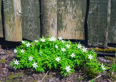 Snowdrops