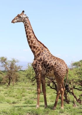 giraffe  animal  wildlife