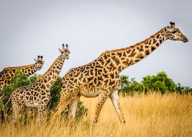 wildlife safari giraffe