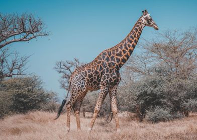 giraffe  animal  wildlife