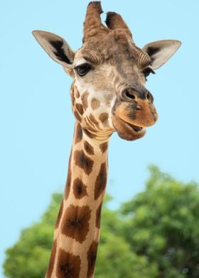 giraffe  animal  wildlife