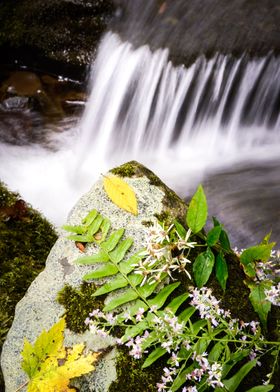 Mountain Fern Waterfall