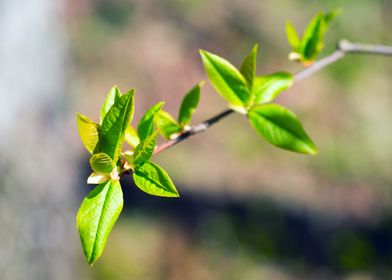 Young leaves bird cherry